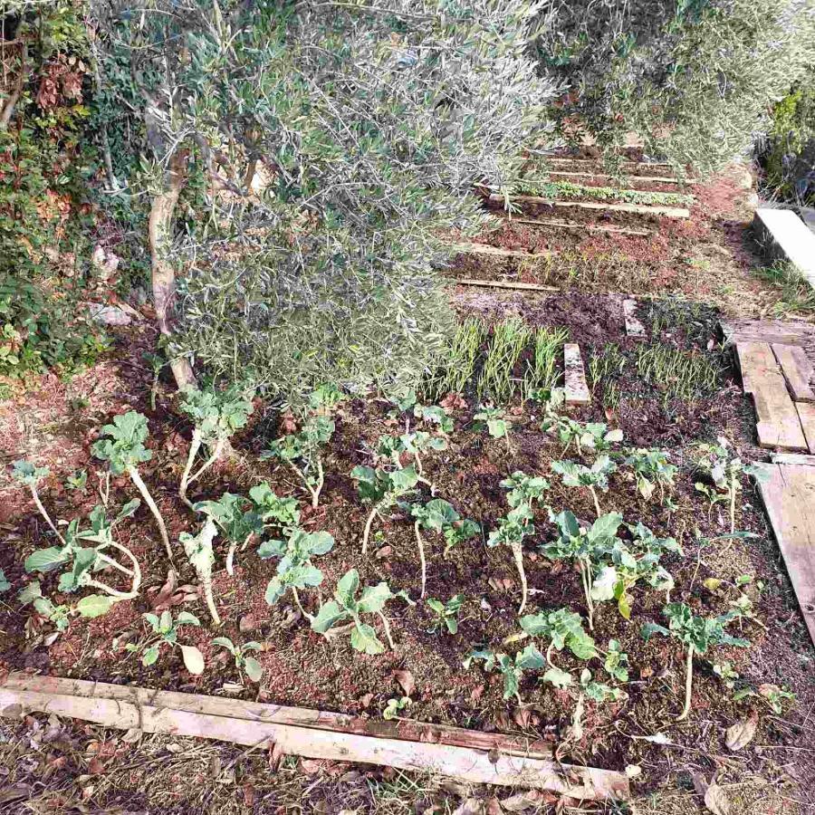Mary'S Garden Villa Tulisevica Exterior foto