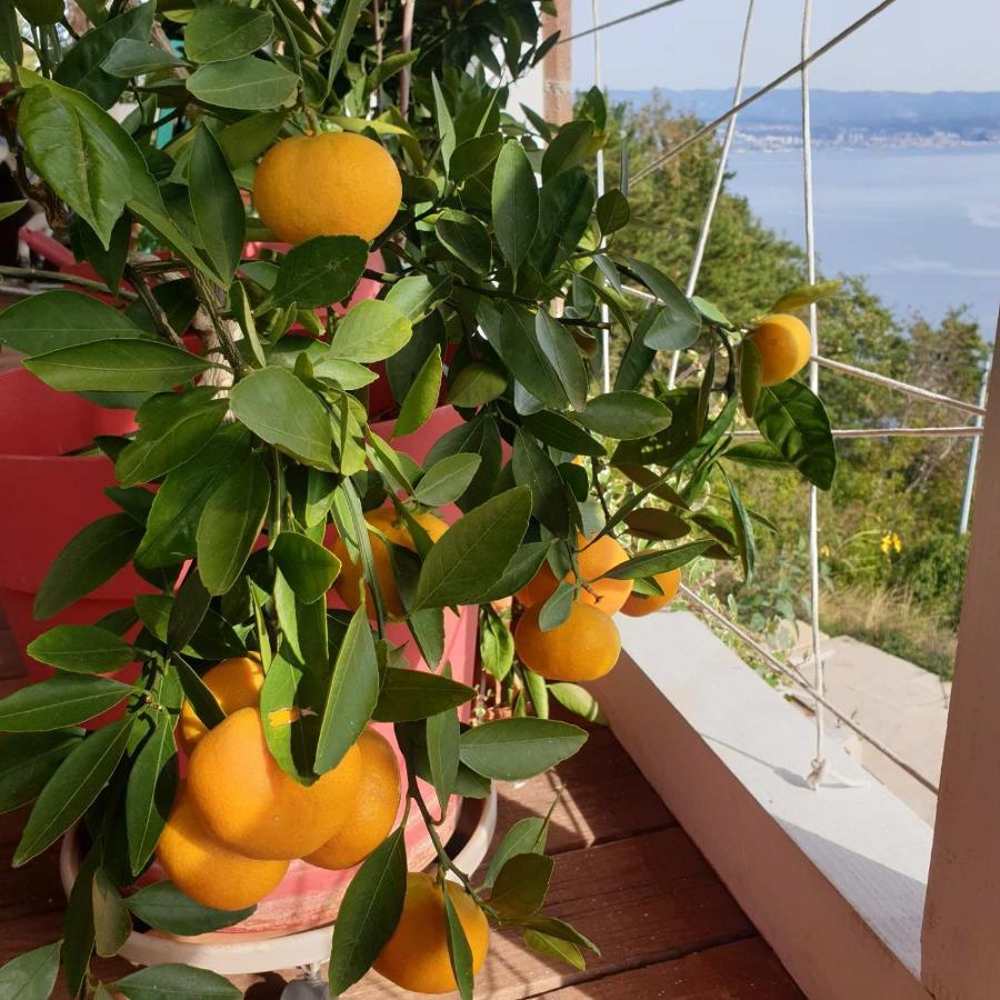Mary'S Garden Villa Tulisevica Exterior foto