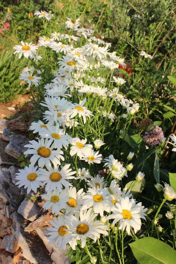 Mary'S Garden Villa Tulisevica Exterior foto